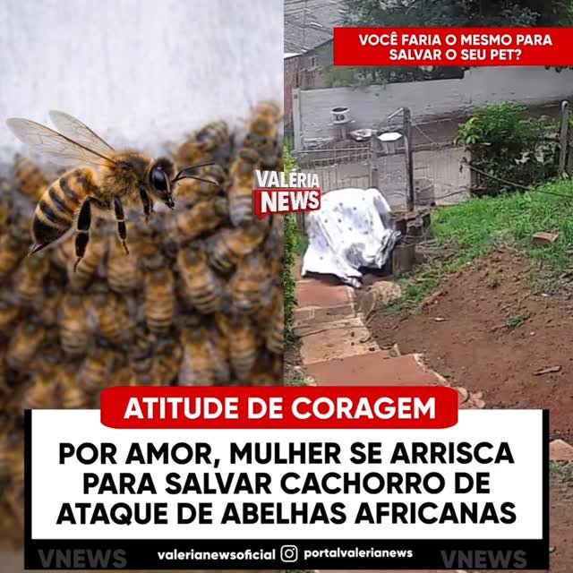 Uma mulher viveu momentos de tensão ao arriscar a própria vida para tentar salvar seu cachorro, q…